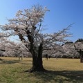桜の老木