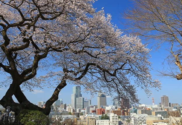 写真: 桜美の街
