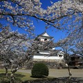 写真: 桜に包まれた白石城