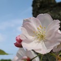 遅咲きの大きな桜