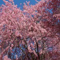 写真: 優美に咲く桜