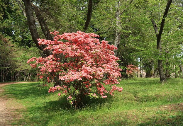 写真: 躑躅咲く三神峯の丘
