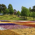 Photos: チャペルのある花畑