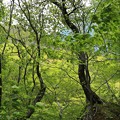 写真: 岩抱く樹木
