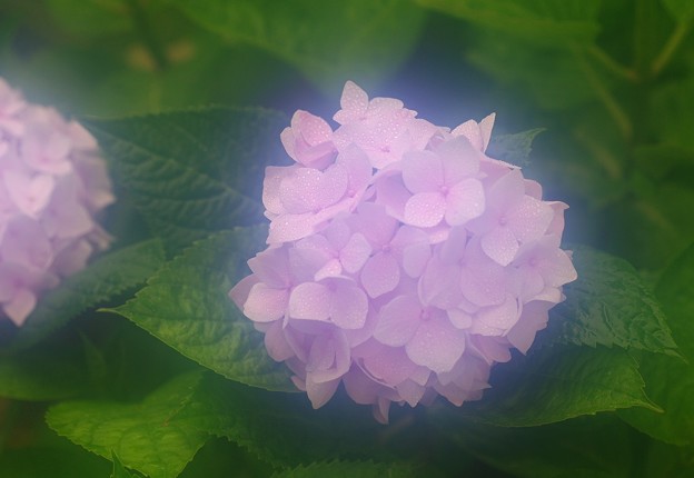 写真: 霧雨に咲く紫陽花