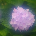 Photos: 霧雨に咲く紫陽花