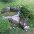 写真: 庭石の苔