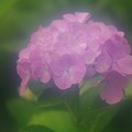 写真: 梅雨に咲く紫陽花