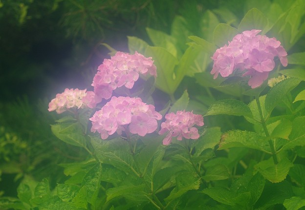 雨降る庭の紫陽花