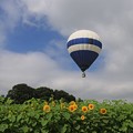 写真: ひまわり丘の熱気球
