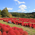 写真: 秋彩のコキア畑