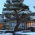 写真: 赤松の雪化粧
