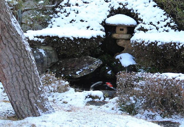 雪降る池の鯉