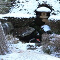写真: 雪降る池の鯉