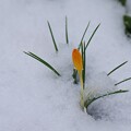 写真: 雪の庭にクロッカス