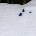 写真: 雪に埋もれて