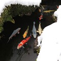 写真: 雪の池