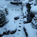 Photos: 雪降る朝の庭池