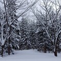 写真: 雪降る高原の林道