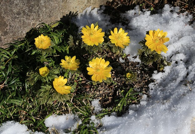福寿草咲く雪残る庭