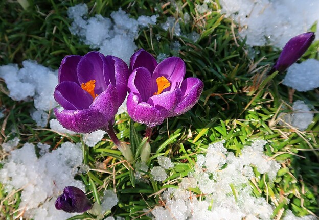 写真: 雪解け庭にクロッカス