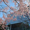 写真: 街　桜
