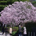 写真: 杜の都の満開桜