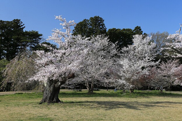 時代見つめた老木桜