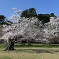 写真: 時代見つめた老木桜