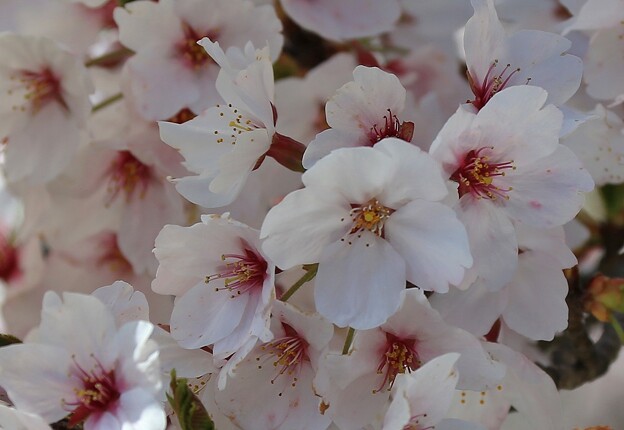 写真: 老木の桜