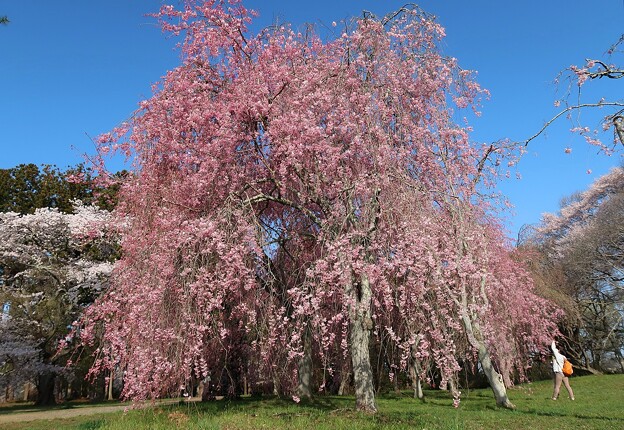 写真: 大きな枝垂れ桜