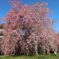 大きな枝垂れ桜