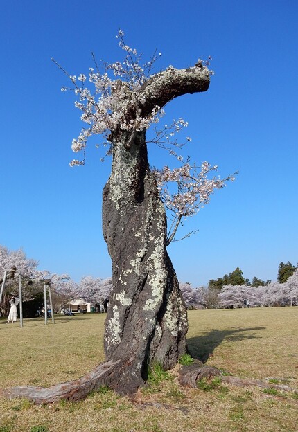 写真: 愛おしい桜木
