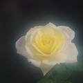 写真: 愛を伝える白い薔薇