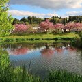写真: 八重桜咲く天沼
