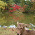 奈良公園にて。