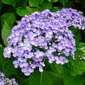 写真: 丸い花びらの紫陽花