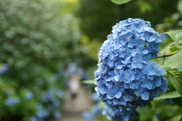写真: 青の紫陽花