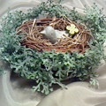 小鳥の巣...★。：＊