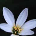 写真: 白く咲く