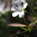 写真: 可愛い花１