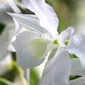 写真: 白く咲く