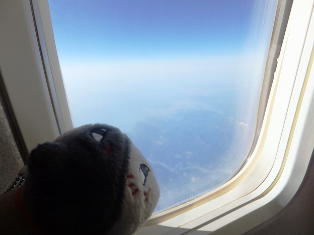 写真: 飛行機内から空の景色を楽しむニャンコ先生