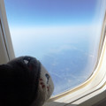 写真: 飛行機内から空の景色を楽しむニャンコ先生