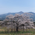 写真: 続 観音桜と阿蘇五岳