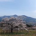 写真: 観音桜と阿蘇五岳 参