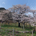 写真: 横から撮った観音桜