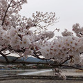 【3月30日17:50撮影】渡月橋の桜