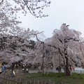 【3月30日18:04撮影】渡月橋の枝垂れ桜