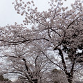 【3月30日18:08撮影】渡月橋の桜 漆
